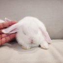 달펫 소동물샵 이미지