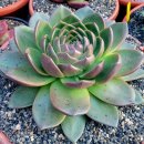 꿈의궁전 이미지