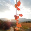 하늘담쟁이 이미지