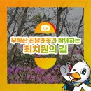 완월체육공원 | [창원 무학산 둘레길, 고운대] 진달래꽃과 함께하는 최치원의 길을 걷다