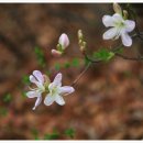 진달래약수터 이미지