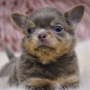 한강켄넬 이미지