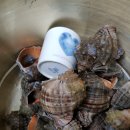 소라잡는댕댕이 이미지