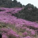 진달래유치원 이미지