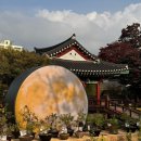 국화전시회 버스킹 문화공연 이미지