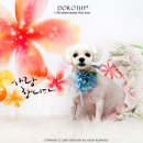 루이펫샵 이미지