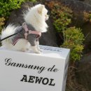 갬성드 애월 이미지