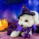 놀러오개 애견유치원 애견호텔 수원세류점 이미지