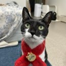 (주)페피테일 이미지