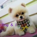 도그앤 제이 이미지