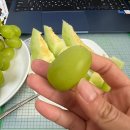 동인팜영농조합법인 | 아삭달콤 샤인머스켓! 조은팜영농조합법인 먹어본 후기!