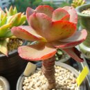 메르디안 이미지