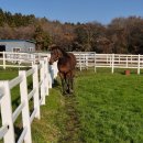 송마목장 이미지