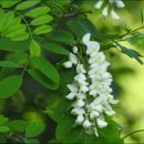 향기4로,향기5로 이미지