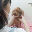 털찐댕댕이 이미지