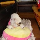 조은켄넬 이미지