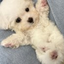 강아지분양 멍블랑 인천청라본점 이미지