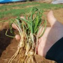 태안우주영농조합법인 이미지