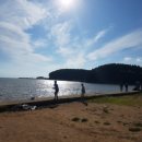 몽산포파인 이미지