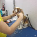 강아지 미용 이미지