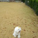 별에서 온 뿌꾸 이미지