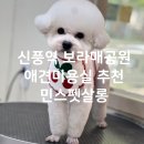 민's 펫살롱 | [내돈내산]보라매역 신풍역 애견미용실 추천 강아지 스트레스 없는 민스펫살롱