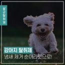 아라펫 이미지