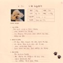 1098 | [#1098] 우지(양측 슬개골탈구 G2)의 수술후기
