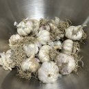 의성마늘소덕향 | 향이 진하고 신선한 국내산 의성 마늘 추천 싱싱보따리 대서마늘