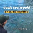 벨루가
