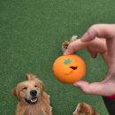 월드애견 | 수원 애견카페 추천 | 리트리버 상주 대형견 카페 '댕더월드' 방문 후기