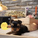 아담스펫강아지&가필드고양이 이미지