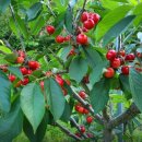 후계자농장 이미지