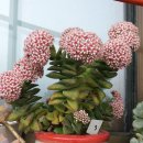 신동시장 이미지