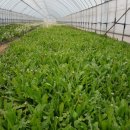 원아농장 이미지