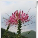 영천시 매산 고택과 산수정 이미지