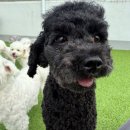 마마스미독펜트하우스 광주애견유치원&애견호텔 본점 이미지