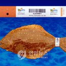 영어조합법인 일출봉 이미지