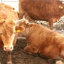 성곡농장 이미지