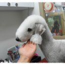 댄디애견 이미지