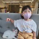 뚱냥한 하루 이미지