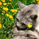 낭만고양이 이미지