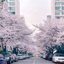 부산광역시 영도구 신선로 | 부산 벚꽃 명소 TOP 30, 봄을 만끽할 준비 되셨나요?