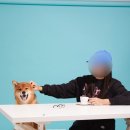 잇츠그루밍타임 서초점 | 퀄리티 좋은 서초 강아지 사진관 추천 스튜디오 다이브 펫 촬영 후기(보정본有)
