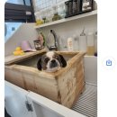 펫티 살롱 이미지