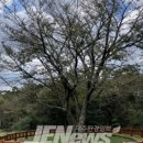 제주 봉개동 왕벚나무 자생지 이미지