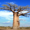 바오밥나무 이미지