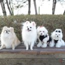 조이애견 이미지