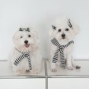 퍼피 앤 퍼피(PUPPY & PUPPY) | 요즘 핫한 강아지 스카프, 부크 러브퍼피 머플러 목도리