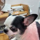 한양한방동물병원 이미지